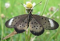 Image result for Tricliceras longepedunculatum