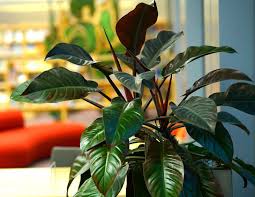 Marque verte calmelia vigne rouge feuille 70g du laboratoire marque verte est composé exclusivement de feuilles de vigne rouge. Calathea Exposition Arrosage Et Conseils D Entretien