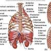 The manubrium, at the superior end of the sternum, and wider than the rest of the bone, provides articulation points for the clavicles and for the costal cartilage extending from. 1