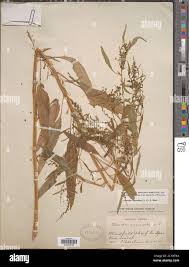 Image result for Megalastrum lanuginosum