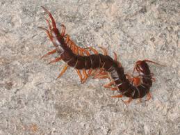 Les Scolopendres En Martinique Mille Pattes Guidemartinique Com