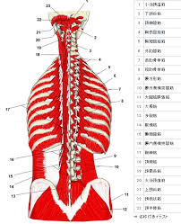 肋骨周辺の筋肉を一つずつ分解して動かせますか t 筋肉 腰 ストレッチ 体 ツボ