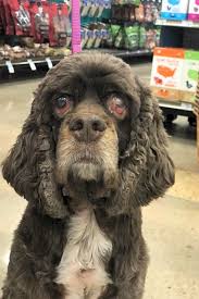 She is currently a dog mom to a cavalier king charles spaniel and lives in washington dc. 6 Cuddly Canines To Adopt Now In Austin