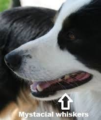So what happens if you cut or trim dog whiskers? I Cut My Dog S Whiskers Daily Dog Discoveries