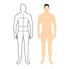 The male reproductive system is mostly located outside of the body. Man Body Anatomy Front Back Side Stock Illustrations 174 Man Body Anatomy Front Back Side Stock Illustrations Vectors Clipart Dreamstime