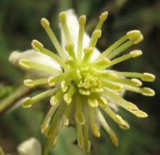 Image result for Clematis dolichopoda