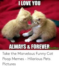 Pin On Funny Cats Memes Hilarious Kitty