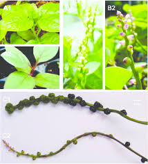 Image result for Basella