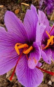 Crocus Sativus Commonly Known As Autumn Crocus Or Saffron Crocus Garden Plants For Sale Flower Seeds Spring Planting Flowers