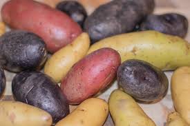 Excellent grilled, or boiled whole. Growing Fingerling Potatoes Top Tips
