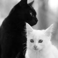 We've even got some ironic ideas. Black White Cute Cats White Cats Cats