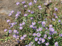Image result for Parkeriaceae