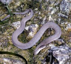 Lake Erie Watersnake