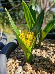 Image result for Daubenya