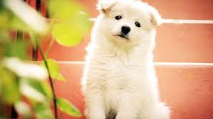 Worms like roundworms, whipworms, and hookworms can be dangerous to your dog. How Often To Worm Your Dog Advice Guide For Owners 2021
