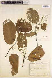 Image result for Glyphaea