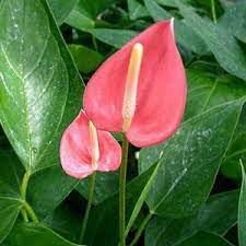 Pin On Flowers Gardens