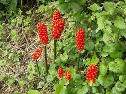 Lords Ladies Poisonous Plants Plants Uk Plants