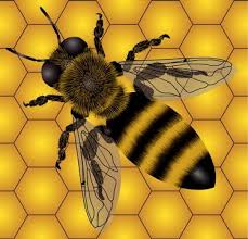 These distinct segments are joined together by different joints. Pin On Abeja