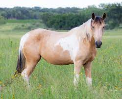 Photo about a wild mustang mare comes closer as the first golden rays of the sun clear the hills on a crisp october morning. Horse Color Guide Mustang Horses In Almost Every Color With Photos Helpful Horse Hints