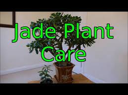 Jade Plant Care Crassula Ovata Youtube Jade Plant Care Jade Plants Plant Care