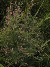 Image result for Tephrosia multijuga