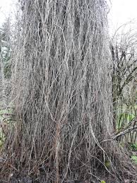 Parthenocissus Quinquefolia Virginia Creeper Virginia Creeper Woodbine North Carolina Extension Gardener Plant Toolbox
