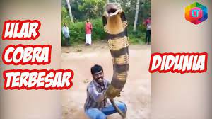 We did not find results for: Lebih Besar Dari Garaga 6 King Cobra Terbesar Didunia Youtube