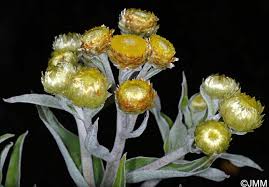 Image result for Helichrysum foetidum