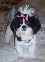Black and White Shih Tzus | Shih Tzu Time, World of ...
