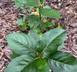 NC Native Plant Forum | Facebook