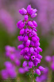 Bell Heather Erica Cinerea Alex Hyde Heather Flower Beautiful Flowers Bloom Where Youre Planted