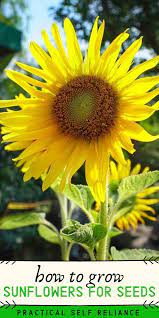 How To Grow Sunflowers For Seeds Growing Sunflowers Planting Sunflower Seeds When To Plant Sunflowers