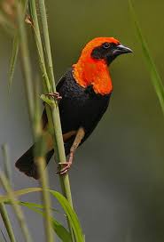 Black Bird With Orange Wings South Africa Roodvoorhoofdwever In 2020 Tropical Africa Black Wings Bird Species