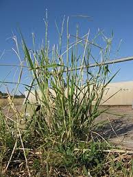 Image result for Eriochloa procera