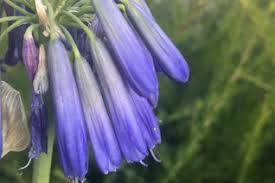 Image result for Agapanthus inapertus