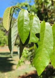 Image result for Monanthotaxis ferruginea