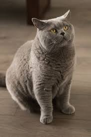Check spelling or type a new query. 10 Best Large Cat Breeds Top Big Cat List And Pictures