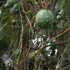 Image result for Lagenaria sphaerica