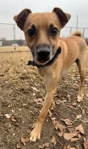 Everlasting Hope Animal...