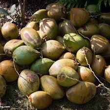 Wholesale bare root fruit trees. China Wholesale Good Variety Tropical Coconut Tree For Fruit Buy Tropical Coconut Tree China Wholesale Coconut Tree Coconut Tree For Fruit Product On Alibaba Com