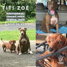 Guardianes de Perros