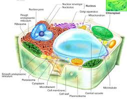 We did not find results for: Really Nice Diagram Of A Plant Cell à¸§ à¸—à¸¢à¸²à¸¨à¸²à¸ªà¸•à¸£