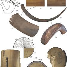 Maybe you would like to learn more about one of these? Morphological And Structural Properties Of The Mammoth Tusk A Major Download Scientific Diagram