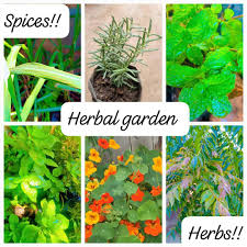 Image result for Triumfetta angolensis