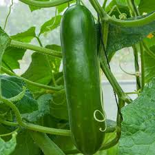 Image result for Cucumis humifructus