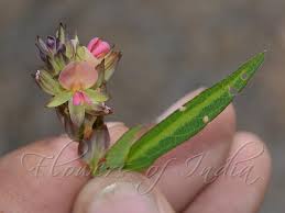 Image result for Alysicarpus zeyheri