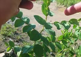 Bidara laut memiliki daun yang berbentuk lonjong dan agak lebat. Bibit Bidara Arab Asli Ciri Ciri Pohon Bidara Arab Asli Dan Cara Membedakannya