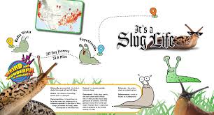 Click about to get started! It S A Slug Life Fun Facts About Slugs Official Kids Mag
