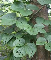 Image result for Dioscorea dumetorum